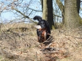 robin_bazant5