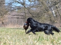 robin_bazant7