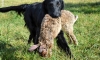 kiwi_zajic4 kiwi_zajic4