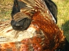 sunny_bazant_2