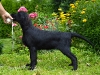 poppy_15tyd_4