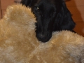 poppy_medvidek